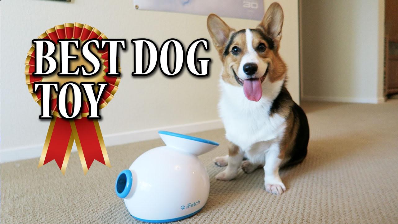 The Best Dog Toy Ball Launchers 