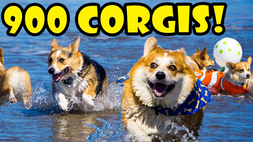 Corgi On Fleek Life After College Ep 408 Life After College By